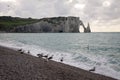 The beach and cliffs with seagulls of Etretat, Normandy on the French coast