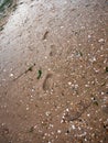 Beach cobble stone wet floor foor prints texture background Royalty Free Stock Photo