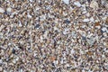 Multicolored seashells on the beach Royalty Free Stock Photo