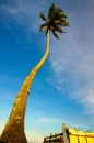 beach with coconut palm against blue sky