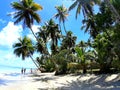 Beach with Coconut Trees