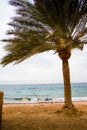 Beach with palms and umbrellas in a Windy and cloudy day Royalty Free Stock Photo