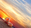 Beach conch Royalty Free Stock Photo