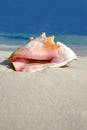 Beach Conch Series Royalty Free Stock Photo