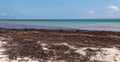 Beach contaminated by Sargassum. Global warming
