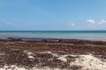 Beach contaminated by Sargassum. Global warming