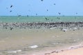 beach, cormorants, seagulls and indian ocean at the franÃ§ois pÃ©ron park (australia) Royalty Free Stock Photo