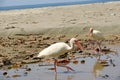 Beach in Costa Rica. Tropical White Ibis Birds on the beach.