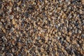 The beach is covered with multicolored shells of shellfish. Royalty Free Stock Photo