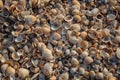 The beach is covered with multicolored shells of shellfish. Royalty Free Stock Photo