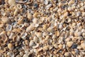 The beach is covered with multicolored shells of shellfish. Royalty Free Stock Photo