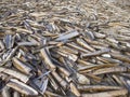 Beach covered with razor sword shells in The Netherlands