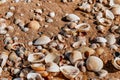 Beach covered with seashells, background image of seashells, closely photographed Royalty Free Stock Photo