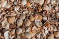 Beach covered with seashells, background image of seashells, closely photographed Royalty Free Stock Photo