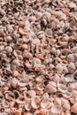 Beach covered with seashells, background image of seashells, closely photographed Royalty Free Stock Photo