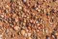 Beach covered with seashells, background image of seashells, closely photographed Royalty Free Stock Photo