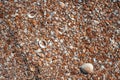 Beach covered with seashells, background image of seashells, closely photographed Royalty Free Stock Photo