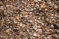Beach covered with seashells, background image of seashells, closely photographed Royalty Free Stock Photo