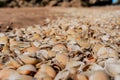 Beach covered with seashells, background image of seashells, closely photographed Royalty Free Stock Photo