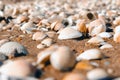 Beach covered with seashells, background image of seashells, closely photographed Royalty Free Stock Photo