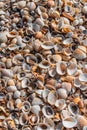Beach covered with seashells, background image of seashells, closely photographed Royalty Free Stock Photo