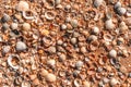 Beach covered with seashells, background image of seashells, closely photographed Royalty Free Stock Photo