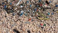 Beach covered in snail shells and plastic rubbish under sunlight