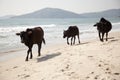 Beach Cows Royalty Free Stock Photo