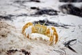 Beach Crab