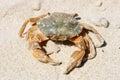 Beach crab (Carcinus maenas) Royalty Free Stock Photo