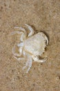 Beach crab (Carcinus maenas)
