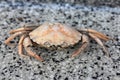 Beach crab Carcinus maenas Royalty Free Stock Photo