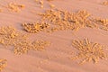 Beach crab markings Royalty Free Stock Photo