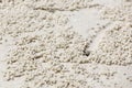 Beach crab markings Royalty Free Stock Photo