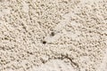 Beach crab markings Royalty Free Stock Photo