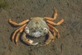 Beach Crab,North Sea,North Frisia,Germany