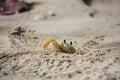 Beach crab peering