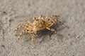 Beach crab on the sand