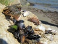 Beach creatures in the sun