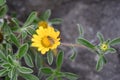 Beach Daisy, Pallenis maritima, flowering plant with hoover fly