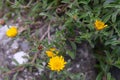 Beach Daisy Pallenis maritima, golden-yellow flowers