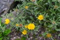 Beach Daisy Pallenis maritima, with golden-yellow flowers