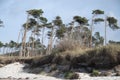 Beach of Darss - Weststrand