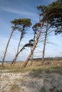 Beach of Darss - Weststrand