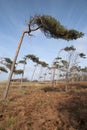 Beach of Darss - Weststrand