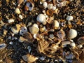 Beach debris, sand, shells and seaweed