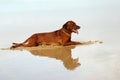Beach dog Royalty Free Stock Photo