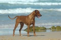 Beach dog Royalty Free Stock Photo