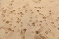 Beach dog paw prints in sand Royalty Free Stock Photo