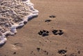 Beach with dog pawprints Royalty Free Stock Photo